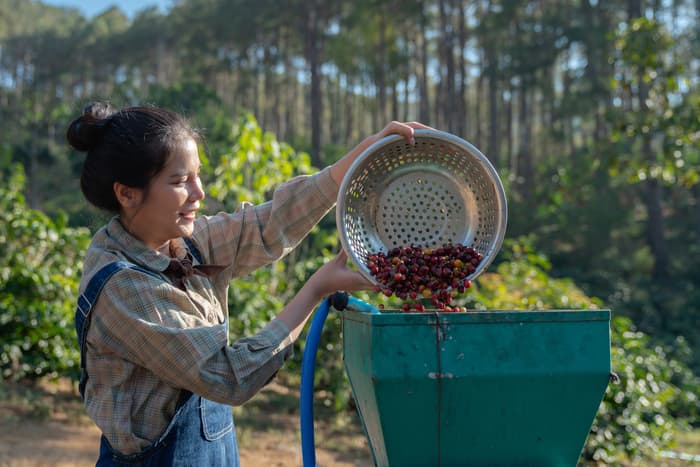 Woman harvesting produce